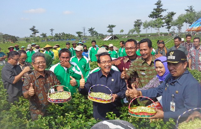 Menteri Pertanian Suswono Panen Bunga Melati di Tegal